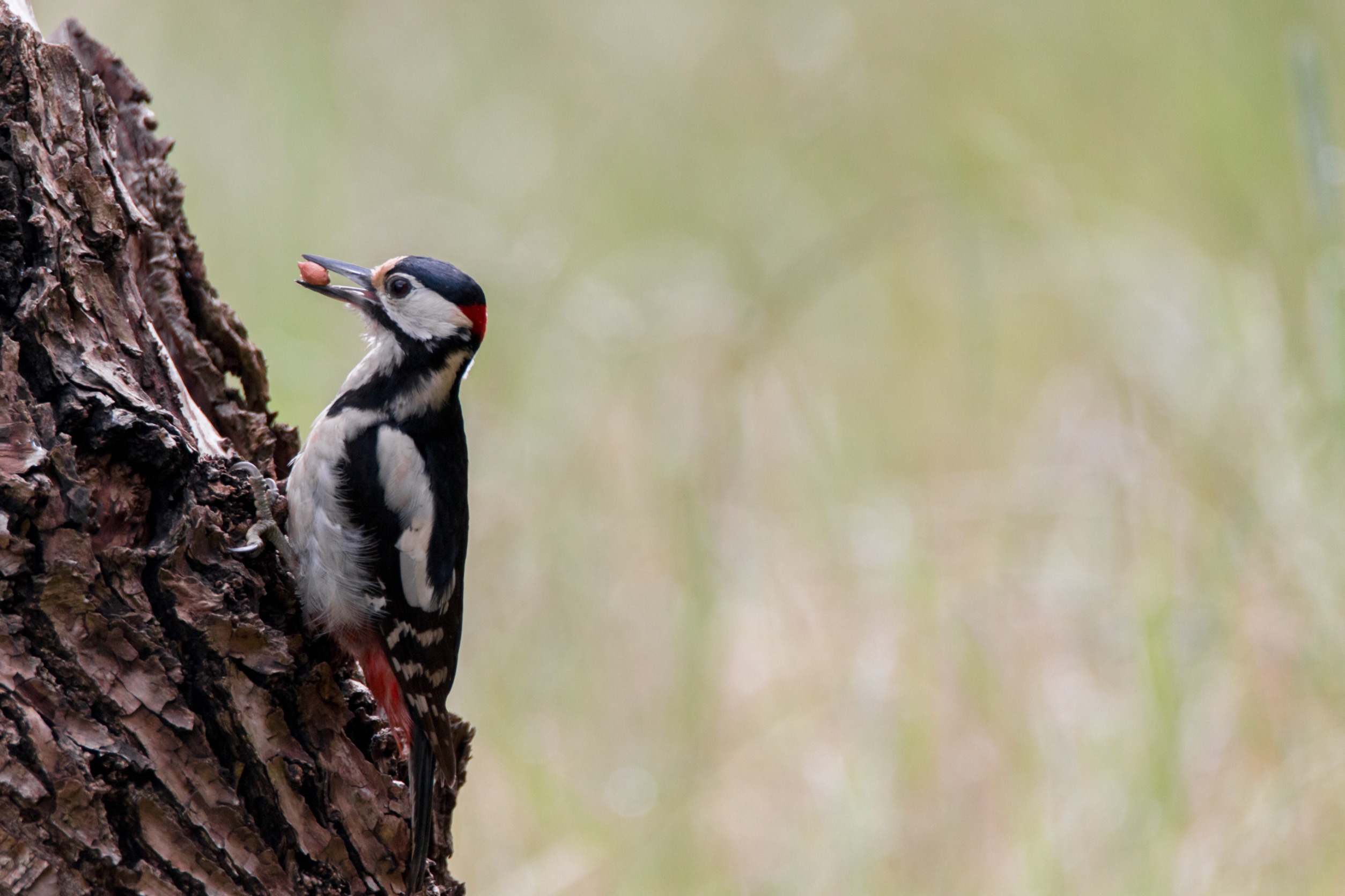 Endangered Species in North Mountains The Woodland Group